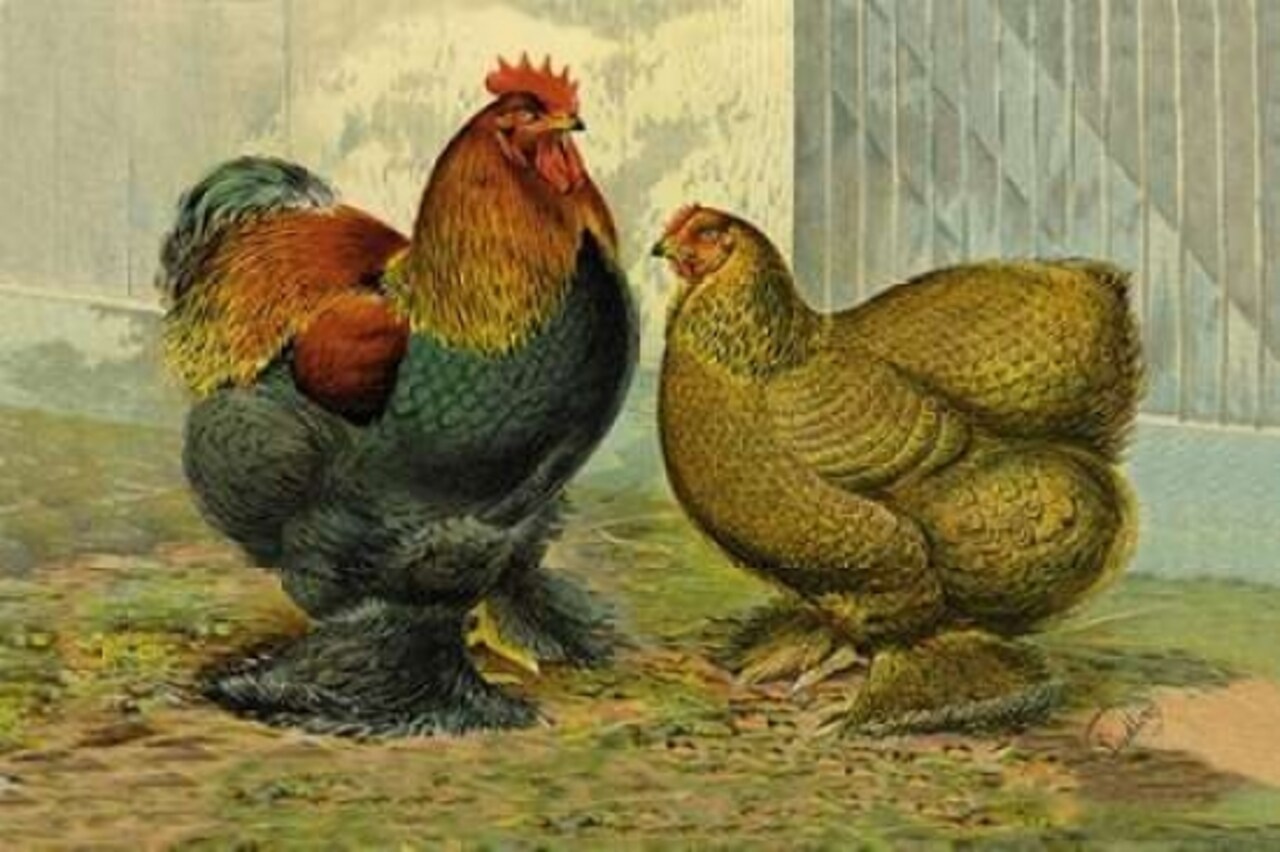 Chickens: Partridge Cochins Poster Print by Lewis Wright - Item # VARPDX454839